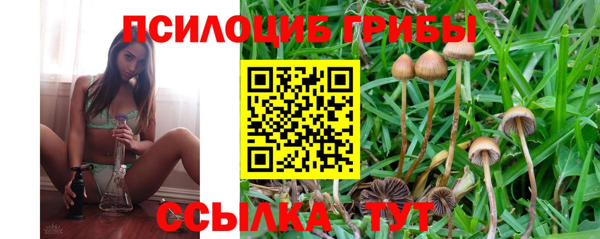 Прохладный  Псилоцибиновые грибы Psilocybine cubensis  Вход с VPN  Галлюциногенные грибы Psilocybine cubensis 